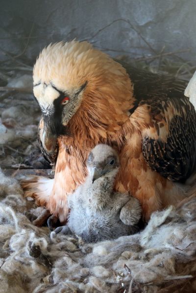 Altvogel mit dem jungen Bartgeierküken BG1171 im März 2023 im Alpenzoo Innsbruck. (Foto: © Alpenzoo Innsbruck/Helene Schneider)