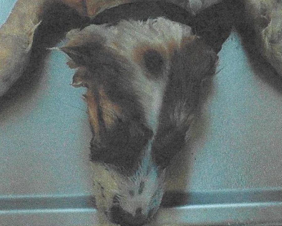Der ertränkte Hundewelpe mit einer markanten Fellfärbung am Kopf. (Bildquelle: Polizei Stralsund)