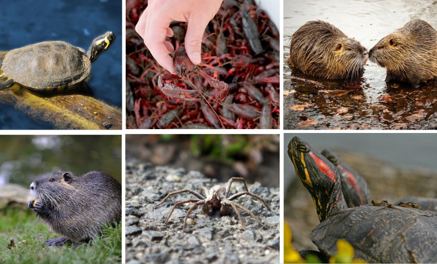 Potpourri der problematischen gebietsfremden Tierarten, die auch in NRW vorkommen. Quellen: Juergen57BS/ Bru-nO/ Lisa Nance / Bernhard Schürmann / Peter Schmidt / Filio)