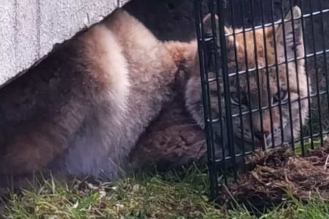 Luchs in Braunlage eingefangen