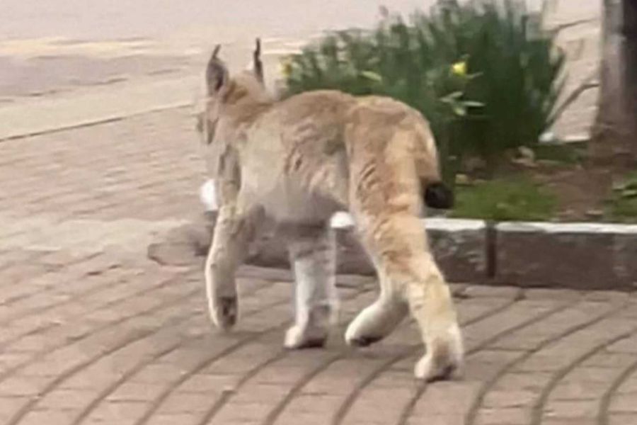 Der Luchs, wie er durch die Marktstraße von Braunlage läuft. (Foto: Polizei)