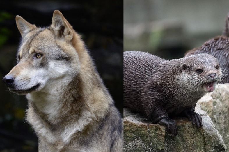 Neue Bayerische Wolfs-Verordnung und Fischotter-Regelung beschlossen