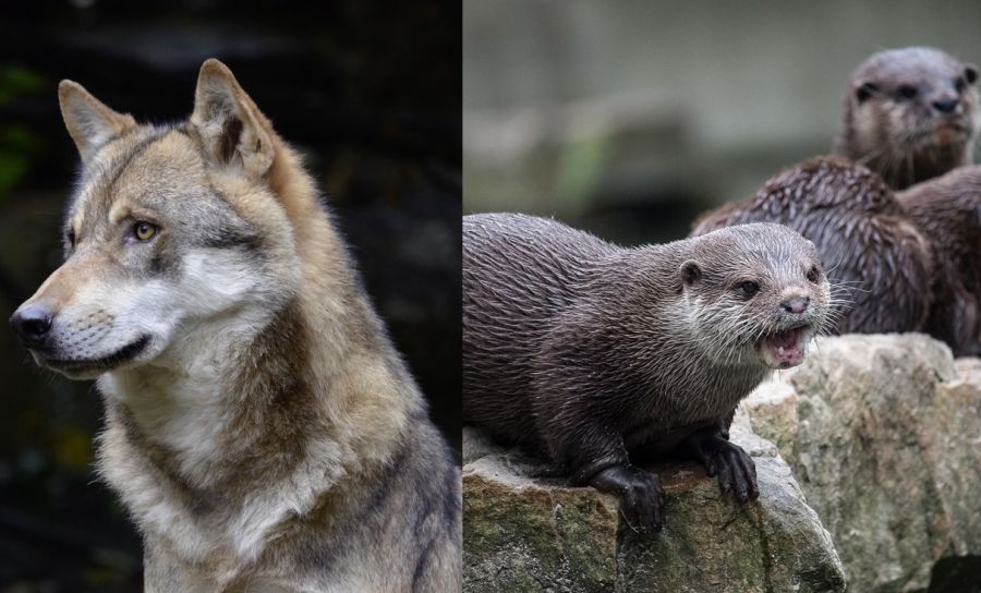 Drei Fischotter und ein Wolf. (Fotos: Andrea Bohl/minka2507)