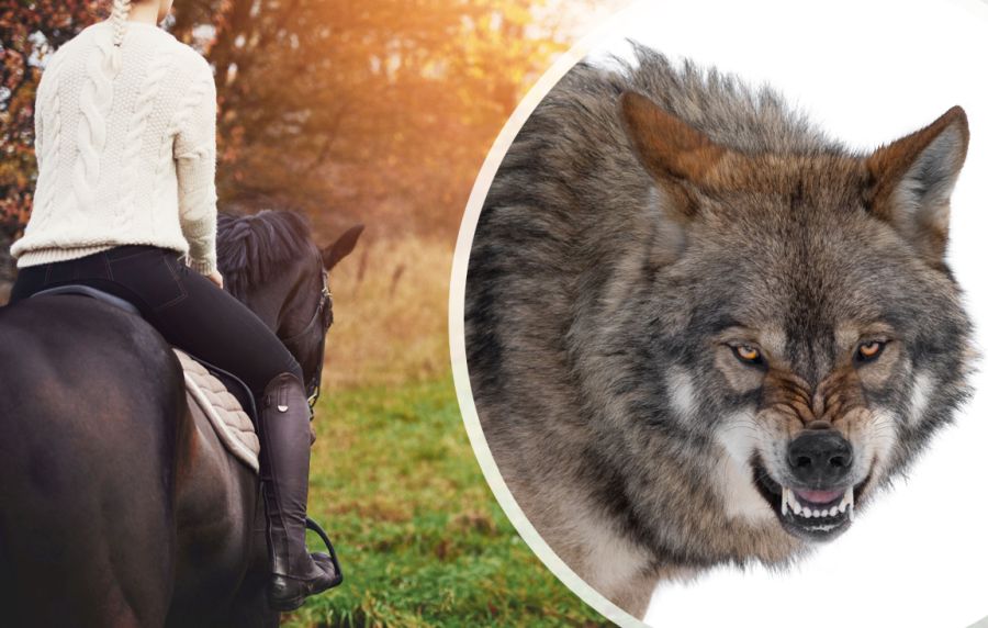 Reiterin auf ihrem Pferd und ein aggressiver Wolf (iStock/FlamingoImages/bazilfoto)