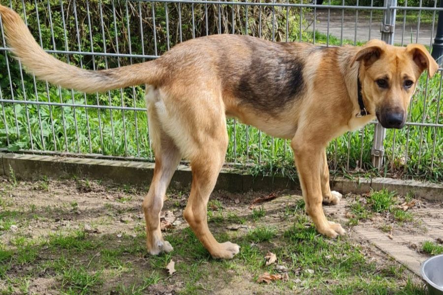 Herrenloser Hund im Regionalexpress von Hannover nach Norddeich gefunden