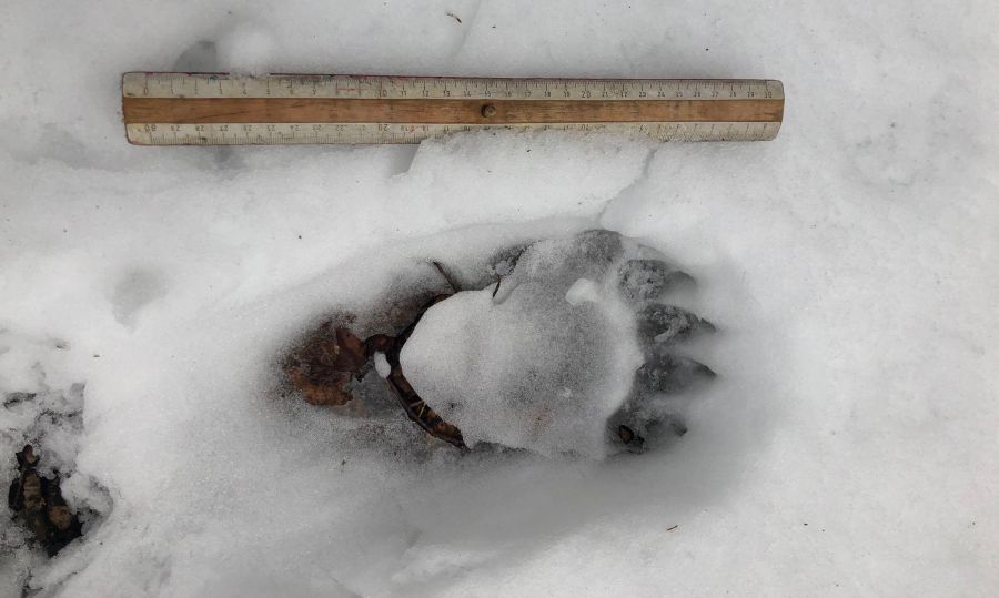 Trittsiegel eines Braunbären im Schnee im Landkreis Miesbach (Quelle: LfU)