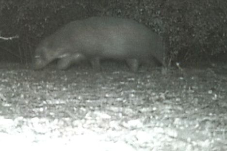 Wildkamera aus einem Park in Texas nimmt seltsames Tier auf