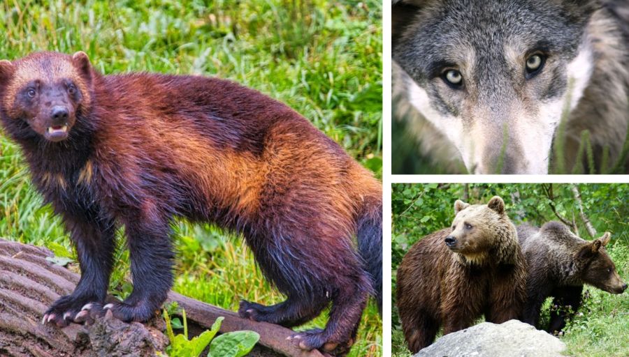 Vielfraß, Bär und Wolf gedeihen neben dem Luchs in Schweden prächtig. (Fotos: Manfred Antranias Zimmer/Susanne Jutzeler/Pexels)