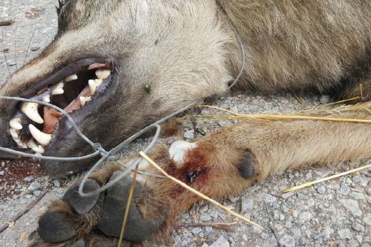 Wolf-Wilderer: 15.000 € Belohnung ausgesetzt