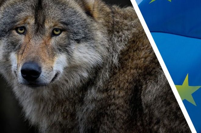 Umdenken der EU-Kommission bei Wolfsentnahmen: Schwedisches Wolfsmanagement beispielhaft