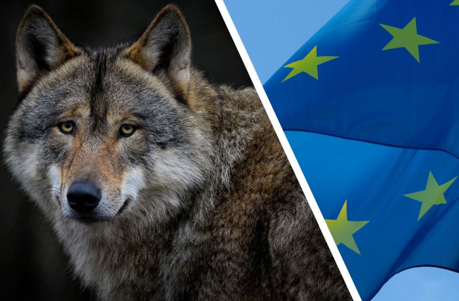 Ein Wolf mit einer EU-Fahne. (Symbolbild: NoName_13/ambquinn)