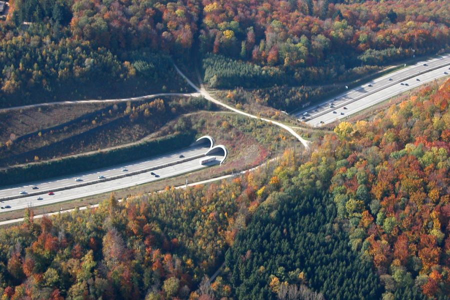 Der DJV fordert stattdessen zehn Querungshilfen wie Grünbrücken jährlich. (Quelle: Innenministerium BW/DJV)