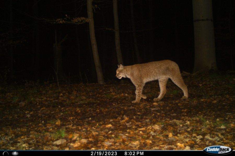 Ein Luchs, der am 19. Februar 2023 von einer Wildkamera aufgenommen worden ist. (Foto: Thüringer Umweltministerium)