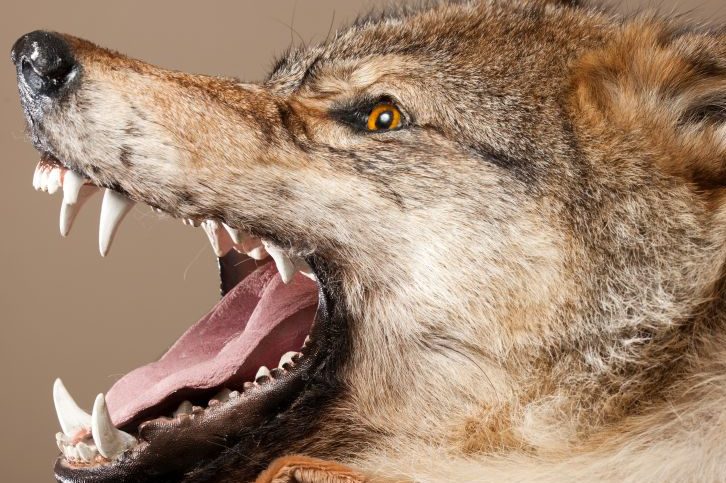 Wolfskopf vor NABU-Artenschutzzentrum Leiferde abgelegt