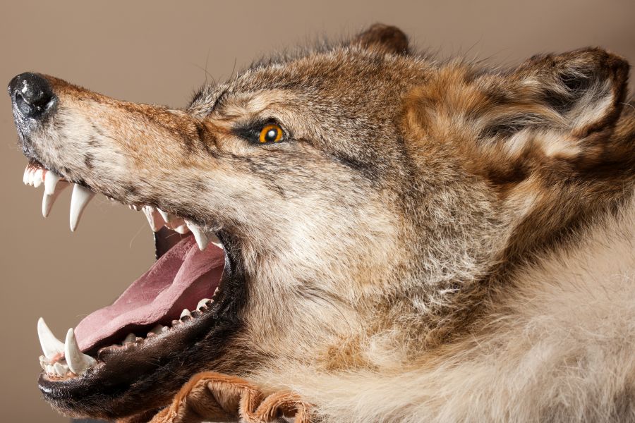 Ein präparierter Wolf. (Symbolbild: iStock/r0ma4)