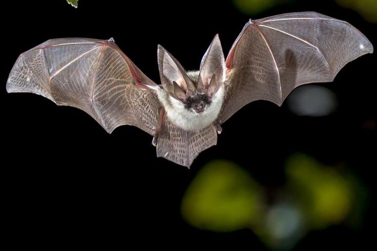 Fledermäuse in gestörten Ökosystemen sind häufiger mit Coronaviren infiziert