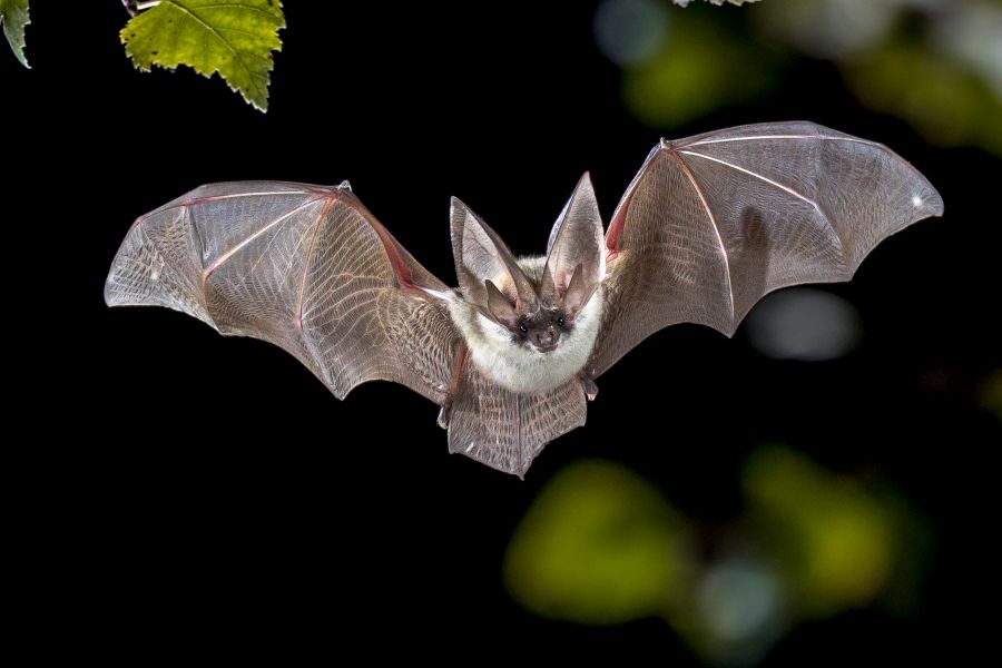 Fliegende Fledermausjagd im Wald. Die Graue Langohrfledermaus (Plecotus austriacus) ist eine ziemlich große europäische Fledermaus. Es hat markante Ohren, lang und mit einer unverwechselbaren Falte. Er jagt über Wäldern, oft tagsüber und meist nach Motten. (Symbolbild: iStock/CreativeNature_nl) 