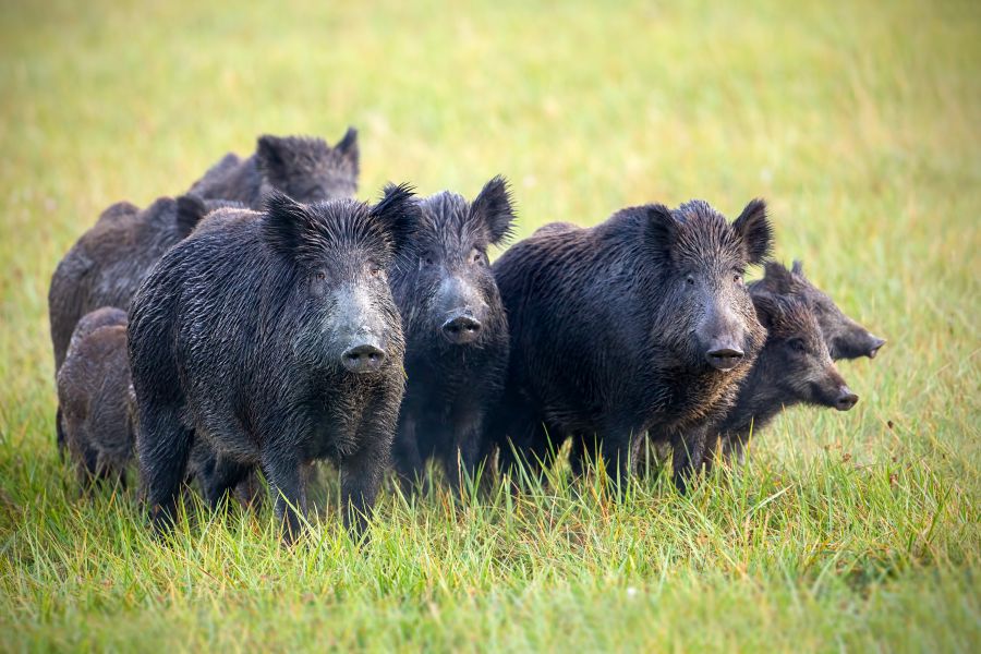 Eine Rotte Wildschweine auf einer Grünfläche. (Symbolbild: iStock/JMrocek)