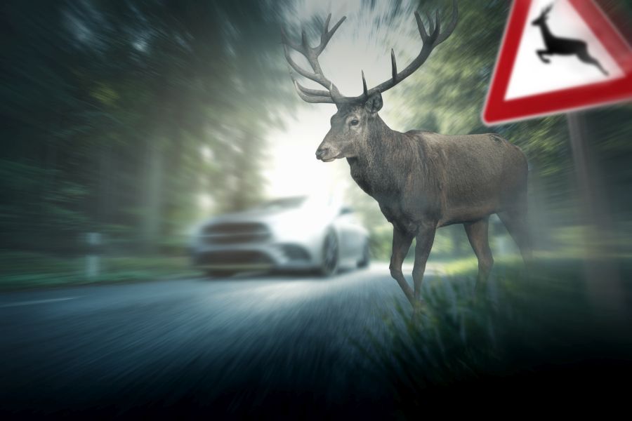 Ein Rothirsch neben einer Straße. Im Vordergrund ist ein Schild „Vorsicht Wildwechsel“ zu sehen und im Hintergrund naht auf der Straße ein Auto. (Symbolbild: Marcus Millo)