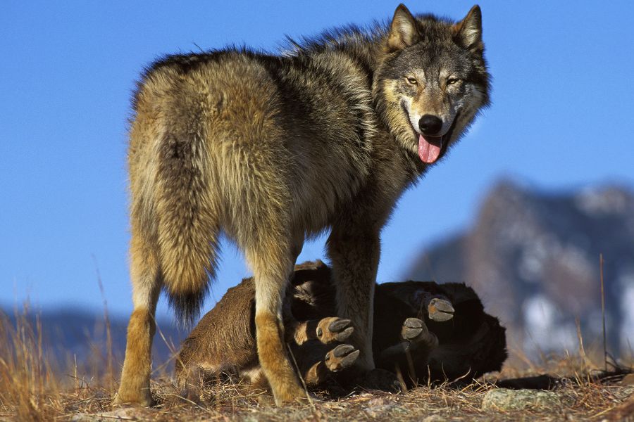 Ein Wolf mit seiner Beute. (Symbolbild: iStock/slowmotiongli)