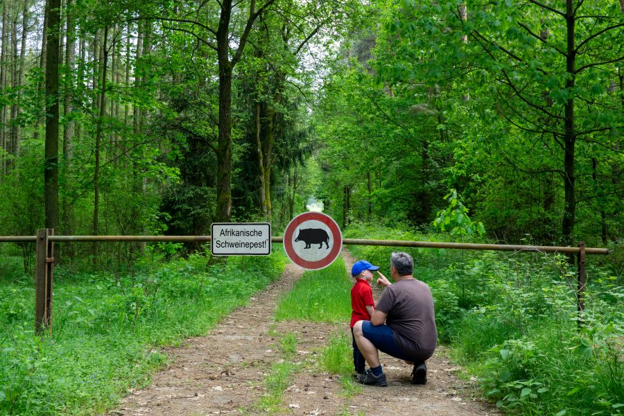 Vater und Sohn stehen im Wald auf einem Weg, der mit einer Schranke verschlossen ist. An der Schranke sind Schilder mit Warnhinweisen vor der Afrikanischen Schweinepest angebracht. (Symbolbild: iStock/gabort71)