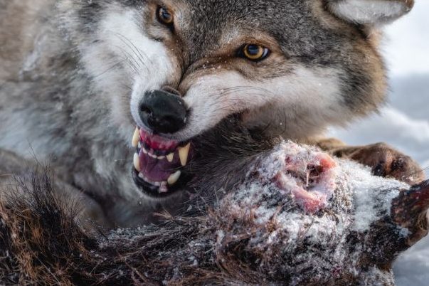 Mehrere hundert Nutztierrisse im Westerwald: Das Maß ist voll