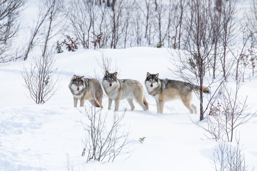 Drei Wölfe im Schnee. (Symbolbild: iStock/kjekol)