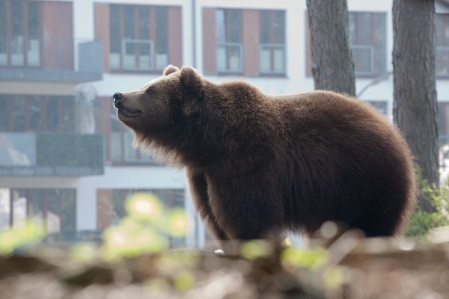 Ein Braunbär mit einem Wohngebiet im Hintergrund. (Symbolbild: mouse_sonya)