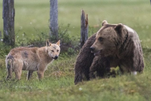 Erneut Spuren von einem Braunbären im Landkreis Rosenheim/Miesbach bestätigt