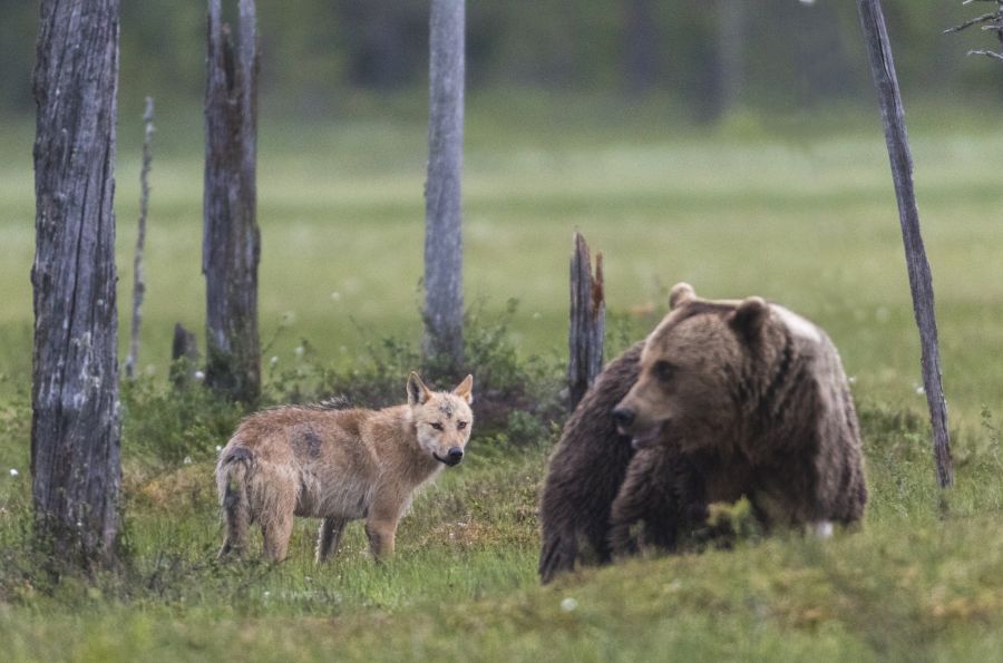 In Bayern, an der Grenze zu Österreich, leben allem Anschein nach nun Wölfe und mindestens ein Bär nebeneinander. Hier zu sehen ein Grauwolf (Canis lupus) sowie ein Braunbär (Ursus arctos). (Symbolbild: iStock/Mats Lindberg)