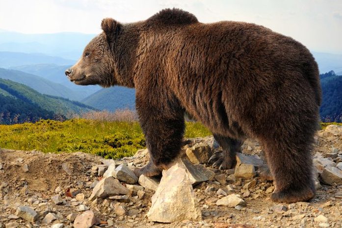 Bär reißt Schafe in Oberbayern