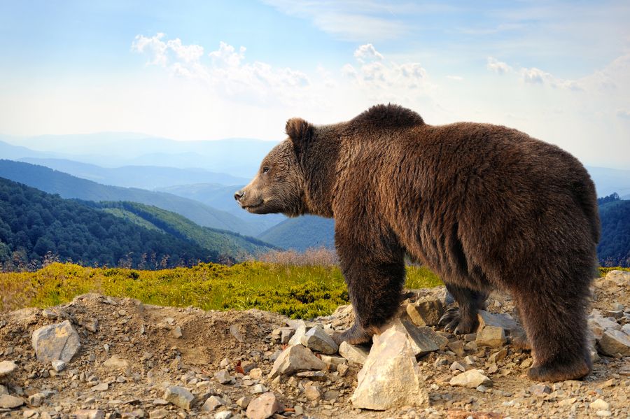 Ein Braunbär (Ursus arctos) im Gebirge. (Symbolbild: Byrdyak)