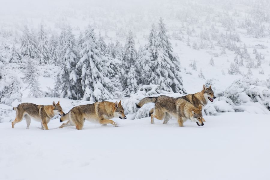 Vier Wölfe im Neuschnee in den Bergen. (Symbolbild: iStock/Johny87)