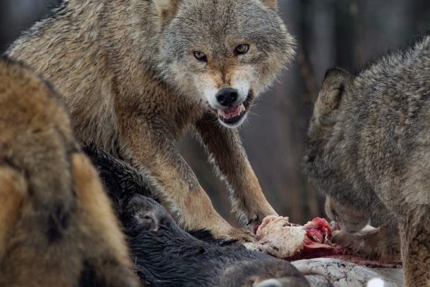 Wolfsgebiet Senne – Eggegebirge: Wolfsnachweise in den Kreisen Paderborn und Gütersloh