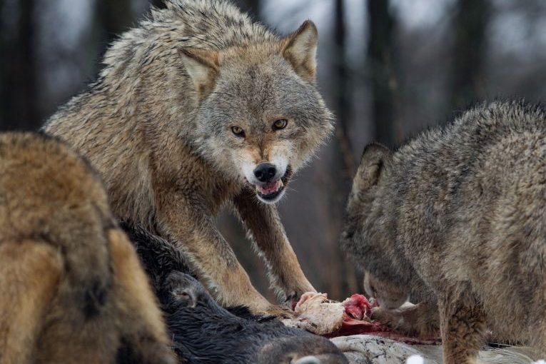 Wolfsrisse in Niedersachsen: CDU bezichtigt Umweltminister Meyer „unanständiger Taschenspielertricks“