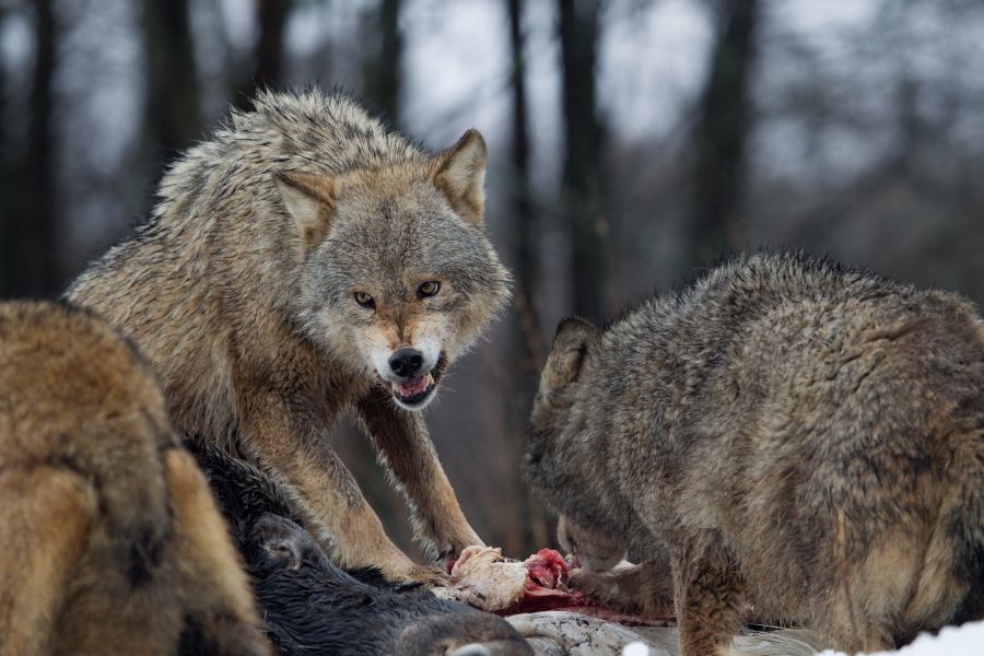 Wölfe an einem Riss. (Symbolbild: iStock/RonaldWJansen)