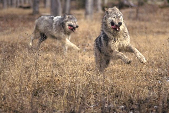 Wolfsangriffe: Erneute Herdenausbrüche in der Lausitz