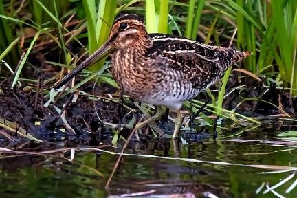 Wildtiermonitoring 2023: Jäger zur Zählung von Schnepfen & Feldhühnern aufgerufen
