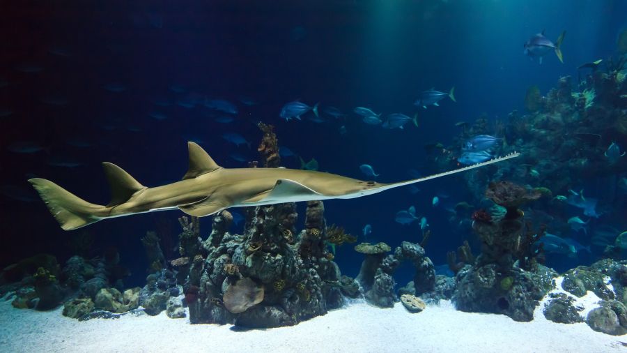 Ein Gewöhnlicher Sägefisch. (Symbolbild: PublicDomainPictures)