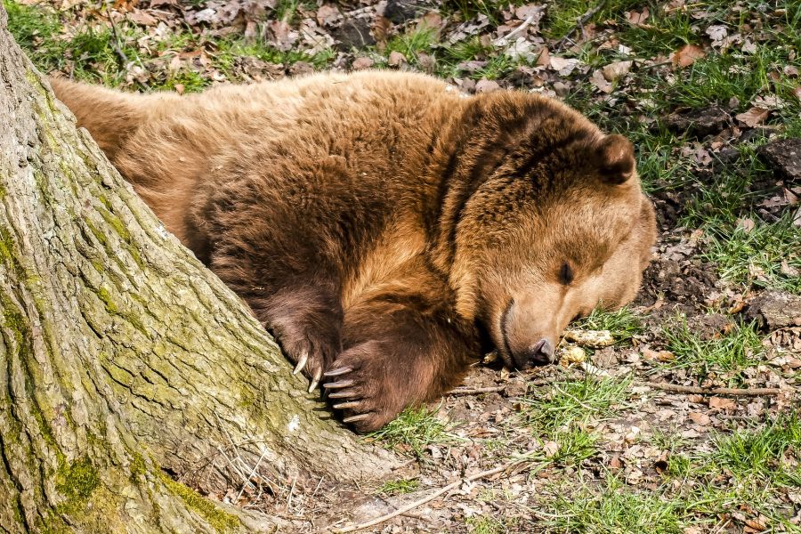 Ein schlafender Bär. (Symbolbild: Kathy Büscher)