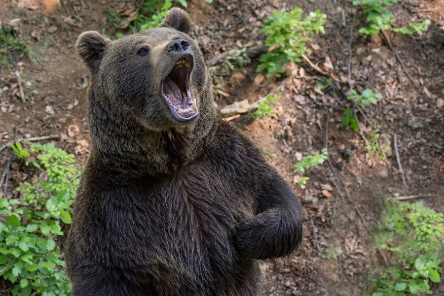 Ein Braunbär mit geöffnetem Maul. (Symbolbild: iStock/Byrdyak)