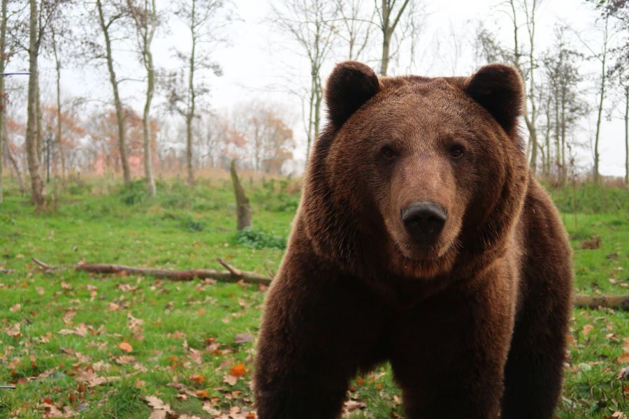 Ein Braunbär auf einer Grünfläche in der Nähe eines Waldstücks. (Beispielbild: Ellen26)