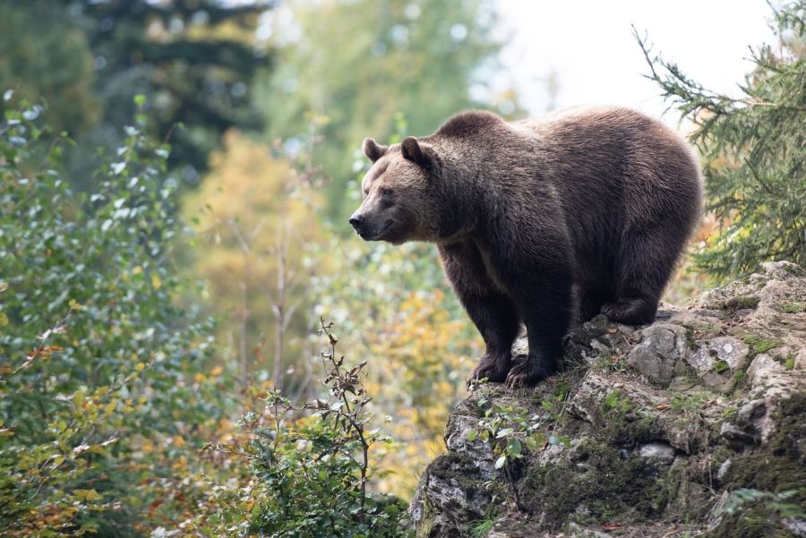 Braunbär auf einem Felsvorsprung. (Symbolbild: Eszter Miller)