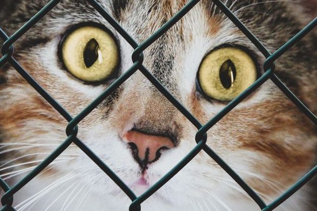 Unkontrollierte Vermehrung von Katzen eindämmen