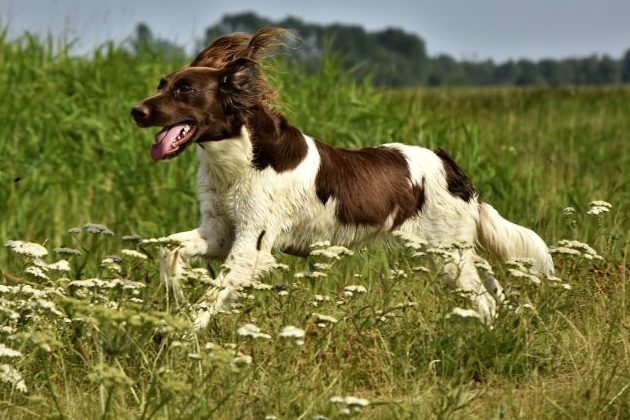 Jagdhunde reißen Reh in Erfurt