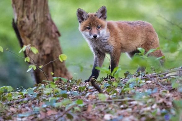 Junger Fuchs von drei freilaufenden Hunden attackiert