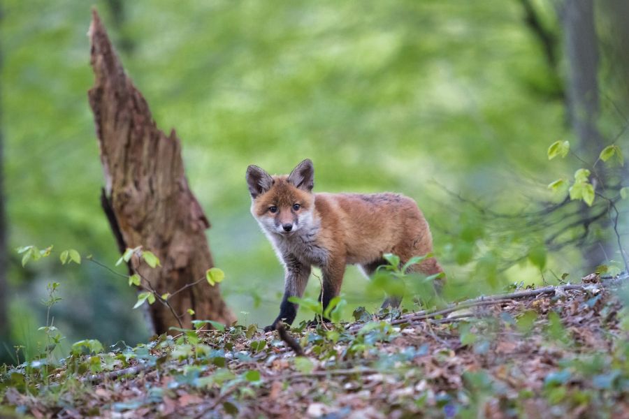 Ein Jungfuchs in einem Wald. (Symbolbild: adege)