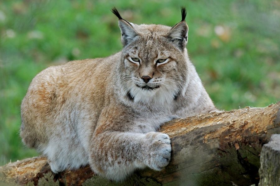 Einliegender Luchs. (Beispielbild: Jean Michel Garczynski)