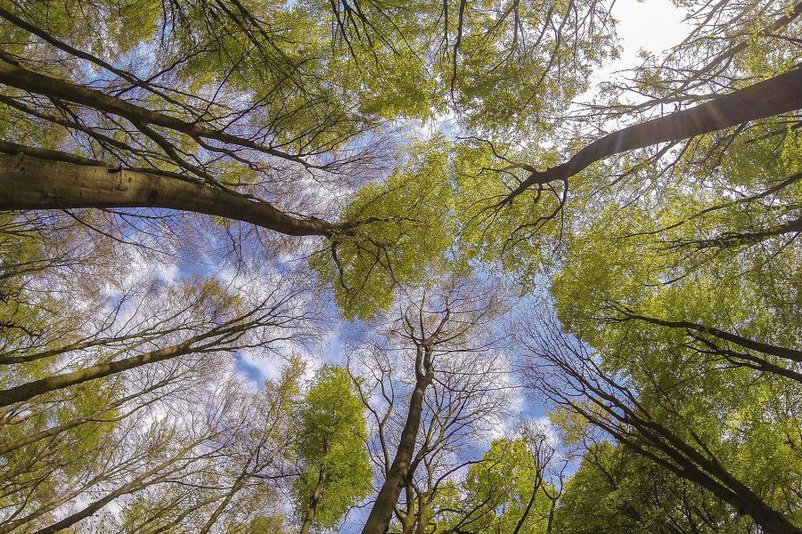 NRW unterstützt Waldbesitzer: Förderung jetzt beantragen