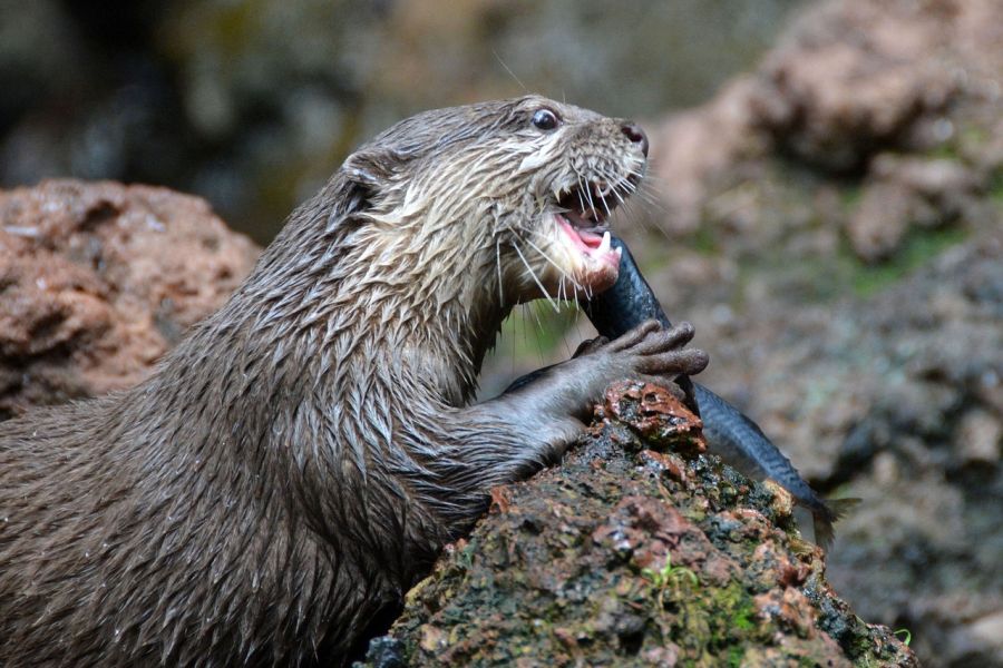 Ein Fischotter frisst an einem Fisch. (Foto: anncapictures)